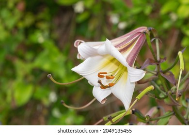 Close Up Of A Black Dragon Lily (lilium Leucanthum) Flower In Bloom