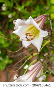 Close Up Of A Black Dragon Lily (lilium Leucanthum) Flower In Bloom