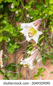 Close Up Of A Black Dragon Lily (lilium Leucanthum) Flower In Bloom