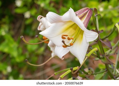 Close Up Of A Black Dragon Lily (lilium Leucanthum) Flower In Bloom