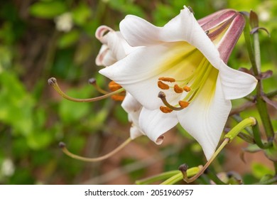 Close Up Of A Black Dragon Lily (lilium Leucanthum) Flower In Bloom