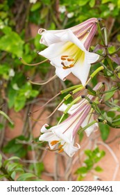 Close Up Of A Black Dragon Lily (lilium Leucanthum) Flower In Bloom