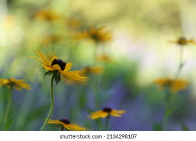 Close Black Eyed Susans On Sunny Stock Photo 2134298107 | Shutterstock