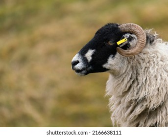 Close up of a Black Faced  Sheep in Profile with curling horn looking to the left