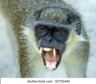 A Close Up Of A Black Faced Vervet Monkey Baring Its Teeth