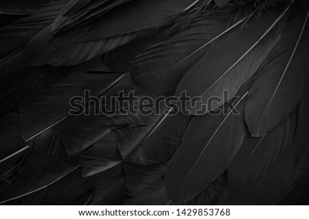 close up of black feathers background. Top view