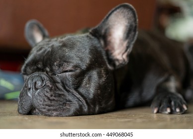 Close Black French Bulldog Sleeping Stock Photo 449068045 | Shutterstock