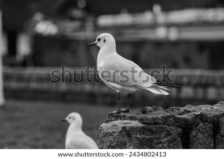 Similar – Image, Stock Photo Neckartiere River