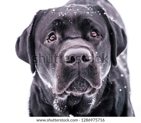 Similar – Image, Stock Photo trainee Winter Snow Animal