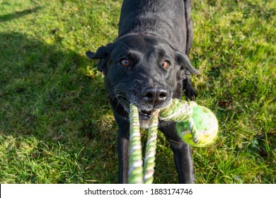 Close Up Of A Black Labrador Playing Tug Of War With A Dog Toy