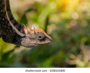 Close up a black lizard.