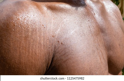 Close up of Black Male sweaty torso with stretchmarks Close up of sweat building up in a African man’s body after hard work for summer hear concept