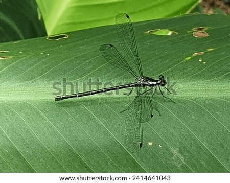 Close up of a black, metallic looking dragonfly, showing detail of lace patterned wings and segmented abdomen, upon a large deep green leaf with a striped vein pattern and holes.