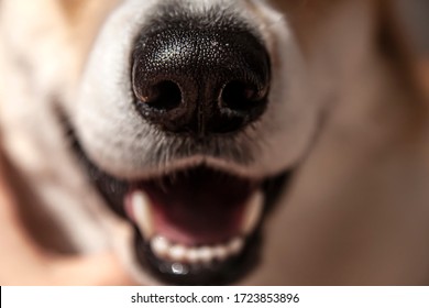 Close Up Black Nose Of Welsh Corgi Pembrok Dog. In Sunny Day. Beautiful Comic Animal. Concept Of Veterinary Dental Care