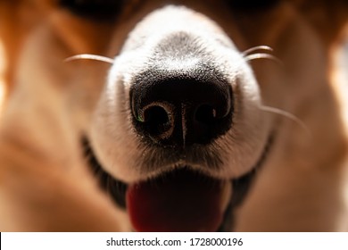 Close Up Black Nose Of Welsh Corgi Pembrok Dog. In Sunny Day. Beautiful Comic Animal. Concept Of Veterinary Dental Care