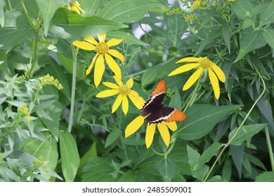 close up black orange white butterfly rests on bright yellow flower - Powered by Shutterstock