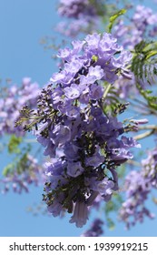 Close Up To Black Poui Flowers