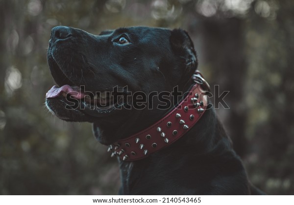 Close up of a black Presa Canario. Dog is\
outside wearing a red leather studded collar. Soft gaze in his\
eyes, content with his mouth open and tongue sticking out. Seems\
attentive to owner or\
handler.