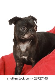 A Close Up Of A Black Pug Dog With A Ringworm Infection On Its Face And Chest.