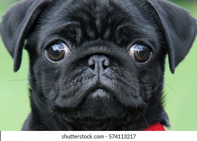 Close Black Pug Face Stock Photo (Edit 
