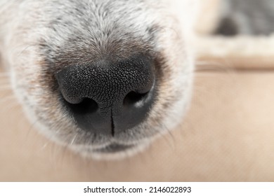 Close up of black puppy nose while sleeping in a dog bed. Cute 9 week old male blue heeler puppy dog is exhausted after playing. Tranquil scene. Selective focus on dog nose. - Shutterstock ID 2146022893