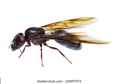 Queen Ant Images Stock Photos Vectors Shutterstock