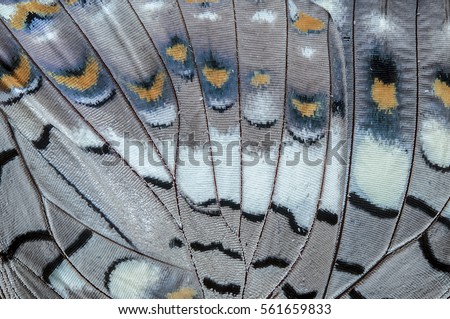 Close up Black Rajah (Charaxes solon sulphureus Jordan, 1900) Butterfly wing, butterfly wing detail texture background
