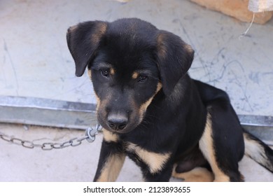 A Close Up Black Rottweiler Puppy In Chain Sitting On The Ground