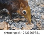 Close up of a Black and rufous elephant shrews sniffing out insects