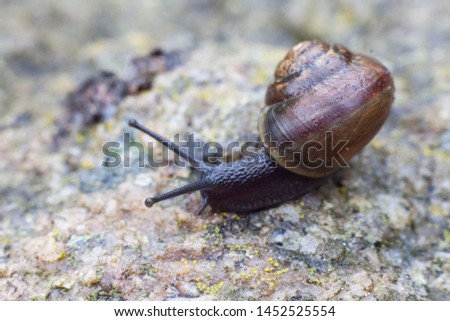 Close up black snail macro