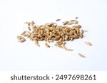 Close up of black soldier fly (BSF) larvae or maggot isolated on white background, The Hermetia Illucens insect is able to decompose organic waste, and is used as feed for fish, chickens and livestock