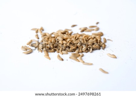 Close up of black soldier fly (BSF) larvae or maggot isolated on white background, The Hermetia Illucens insect is able to decompose organic waste, and is used as feed for fish, chickens and livestock