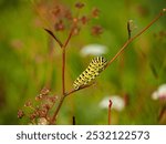 Close up of a Black Swallowtail (Papilio polyxenes) caterpillar on a stem