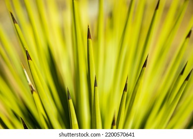 Close Up of The Black Tips of Yucca Plant in Joshua Tree National Park