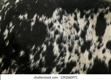 Close Up Of A Black And White Blotchy Nguni Cow Hide Making For A Beautiful Animal Print Background.