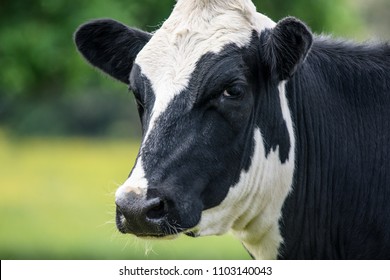 A Close Up Of A Black And White Dairy Cow