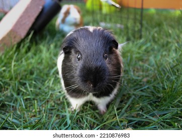 Close up of black and white guinea pig outside in grassy environment. - Powered by Shutterstock