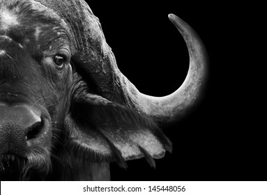 Close up black and white image of an African cape buffalo