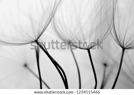 Close up black and white macro image of dandelion seed heads with delicate lace-like patterns.
