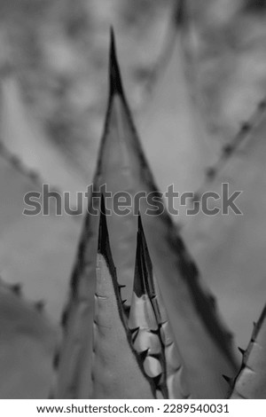 close up black and white of thorny cactus in triangular shapes nesting vertical image of cactus or cacti plant with thorns in triangular nesting shapes room for type desert background backdrop or 