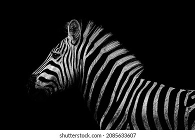 Close up in black and white from a zebra at Kruger``'s Nationalpark, South Africa - Powered by Shutterstock