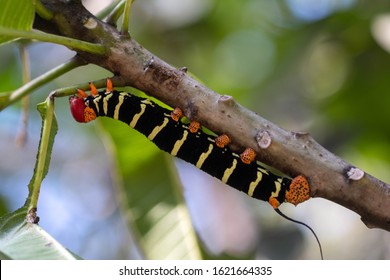 Close up of Black & Yellow Caterpiller Hanging upsidedown on tree branch 