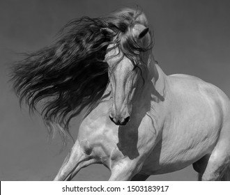 Close up black-and-white portrait of white Spanish horse with long mane. - Powered by Shutterstock