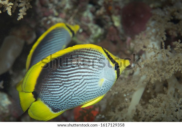 Close Blackbacked Blackback Butterflyfish Chaetodon Lineolatus Stock Photo Edit Now