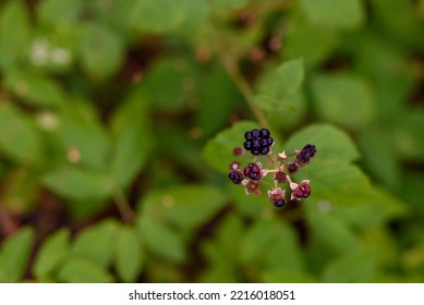 Close Up Of A Blackberry Fruit. Blackberry Bush. Wild Forest Blackberries