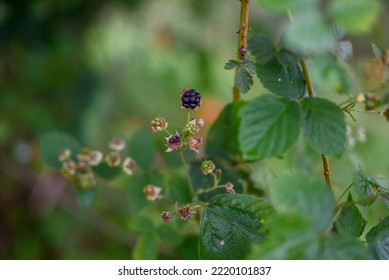 Close Up Of A Blackberry Fruit. Blackberry Bush. Wild Forest Blackberries