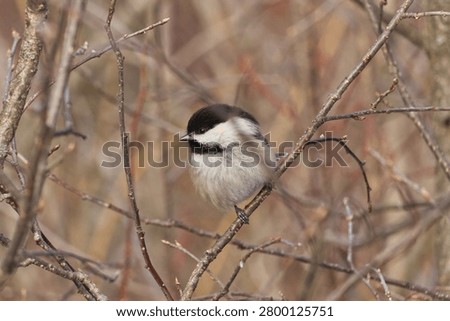 Close up of a Black-capped Chickadee