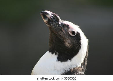 Close up of a black-footed penguin