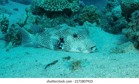 Close up of Blackspotted Puffer (Arothron stellatus) resting on sandy bottom near with coral reef. Red sea, Egypt