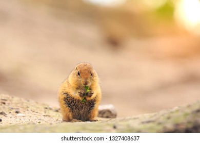 Close Up Of A Black-tailed Prairie Dog (Cynomys Ludovicianus) Eating Vegtables And Plants. This Rodent Of The Family Sciuridae Is Found In The Great Plains Of North America.